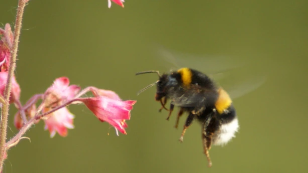 Insecten zijn echte vliegkunstenaars