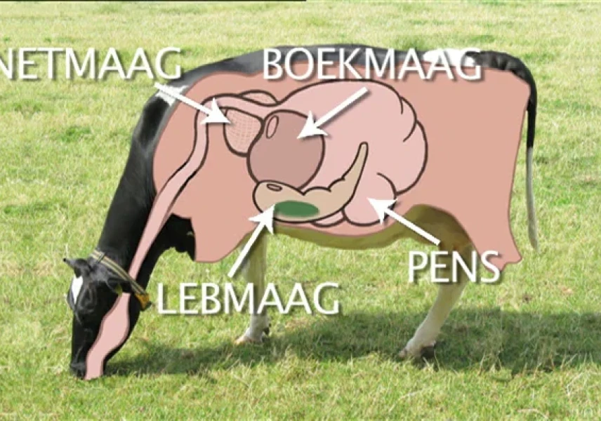Hoeveel magen heeft een koe?