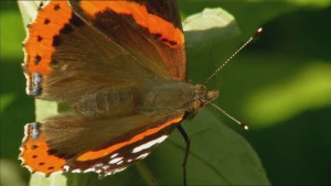 Een rietje voor de nectar