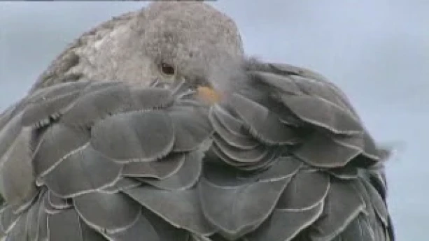 Warm En Koudbloedige Dieren Schooltv