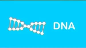 DNA, de puzzelstukjes van je lichaam