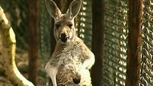 De kangoeroe | Schooltv