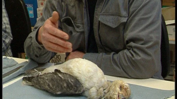 Dode vogels zitten er vol mee