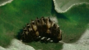 Verrassing uit een pop