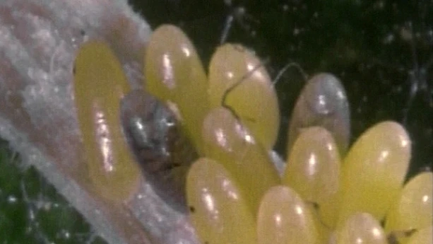 De eitjes van een lieveheersbeestje | Schooltv