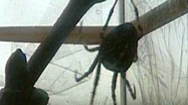 Spinnen kijken | Schooltv