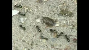 Een liedje over mieren...