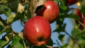 De appelboom
