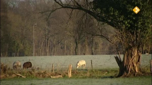 Een foto van een weiland met schapen en bomen.