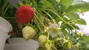 Van witte bloem tot zomerkoninkje 