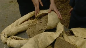 Een grote verteringsfabriek