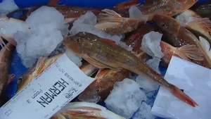 Grote drukte op de visafslag