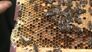 Makers van honing en bestuivers van gewassen