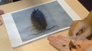 Een diertje met een pantser