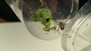 Kliertjes om spinnenwebben te maken