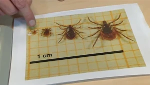 Overbrenger van bacteriën 