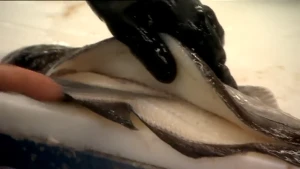 Van zalm tot platvis