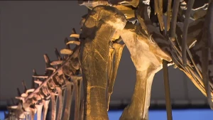 Een bouwwerk van prehistorische botten 