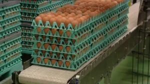 Sorteren en controleren