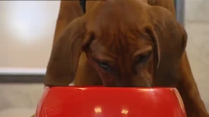 De schijf van vijf in een brokje