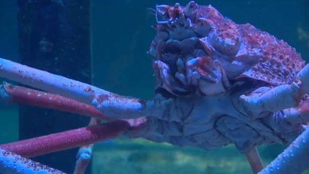 Wat is de grootste krab van de wereld? | Schooltv