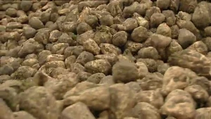 Van suikerbiet tot suikerkristal 