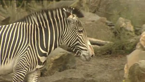 Een unieke streepjescode