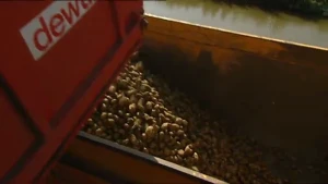 Nederland, het aardappelland