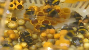 Trillingen van geluid in de lucht