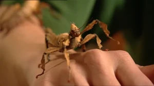 Hoe enger, hoe vriendelijker