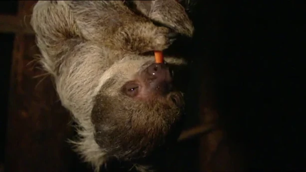 Welk dier slaapt het langst?