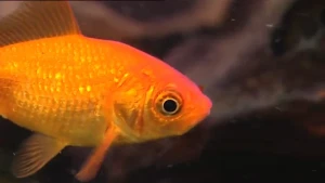 Zuurstof, waterplantjes en niet te veel licht