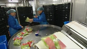 Snijden, wassen en verpakken