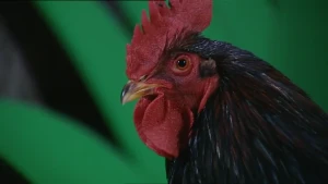 Elke ochtend en avond