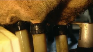 Een automatische melkmachine