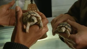 Maar liefst 176 jaar oud