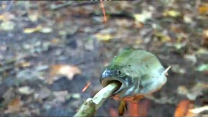 Een fuik om vis te vangen