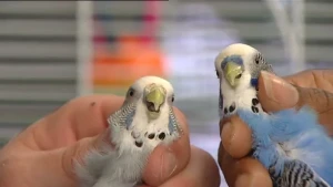 Een vogel uit de kromsnavel familie 