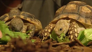 Een verharde, beschermende huid