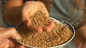 Een volkoren boterham