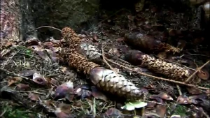 Spoorzoeken in de Ardennen 