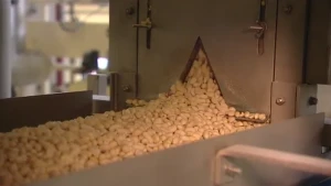 Bacon, paprika, knoflook en nasi