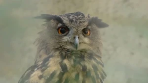 Verschillende soorten ogen