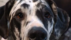 Een zielige uitdrukking