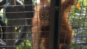 Orang-Oetan: opvangcentrum