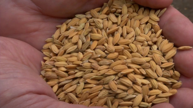 Hoe wordt rijst verbouwd? | Schooltv