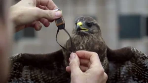 Dieren in kaart brengen met gps