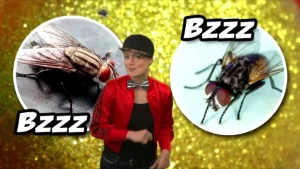 Een vlieg ziet de wereld met zijn pootjes