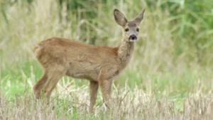 Edelhert, bever, zeehond, ree en wild zwijn