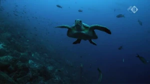 Het zeeleven rond Galapagos